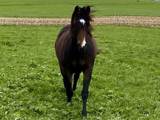 Ausdrucksstarker Quarterhorse Wallach, I.H., Horses For Sale, Eglfing , Image 7