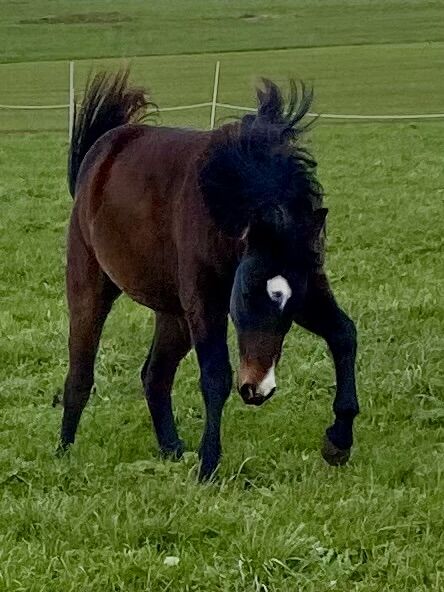 Ausdrucksstarker Quarterhorse Wallach, I.H., Horses For Sale, Eglfing , Image 6