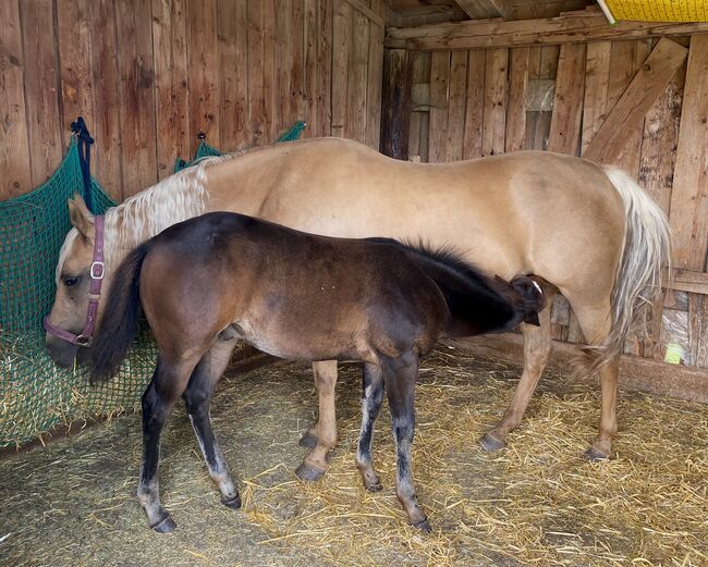 Ausdrucksstarker Quarterhorse Wallach, I.H., Horses For Sale, Eglfing , Image 12