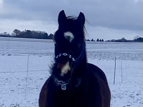 Ausdrucksstarker Quarterhorse Wallach, I.H., Horses For Sale, Eglfing , Image 4