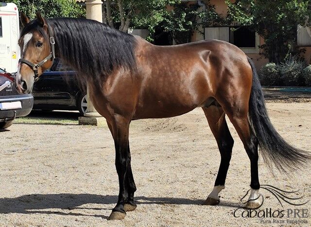 Ausdrucks-und Bewegungsstarker PRE Hengst - 2020 - ca. 1.65 m, Thomas Adams (Caballos PRE), Horses For Sale, Bell, Image 5