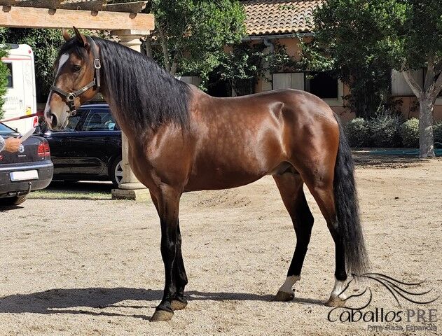 Ausdrucks-und Bewegungsstarker PRE Hengst - 2020 - ca. 1.65 m, Thomas Adams (Caballos PRE), Horses For Sale, Bell, Image 4