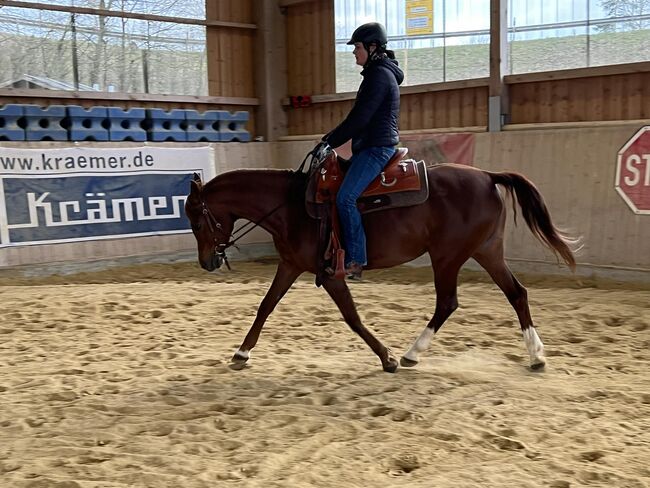 ausdrucksstarke, brave arabische Vollblutstute, Kerstin Rehbehn (Pferdemarketing Ost), Horses For Sale, Nienburg, Image 6