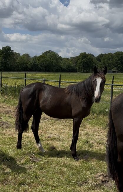 Ausdrucksstarke Nachwuchsstute mit interessanter Abstammung, Millan III, Horses For Sale, Moenchengladbach, Image 2