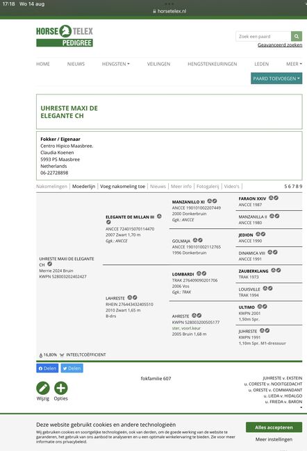 Ausdrucksstarke Nachwuchsstute mit interessanter Abstammung, Millan III, Horses For Sale, Moenchengladbach, Image 3