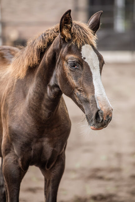 Ausdrucksstarke Nachwuchsstute mit interessanter Abstammung, Millan III, Horses For Sale, Moenchengladbach, Image 4