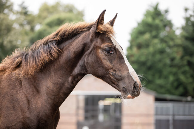 Ausdrucksstarke Nachwuchsstute mit interessanter Abstammung, Millan III, Horses For Sale, Moenchengladbach