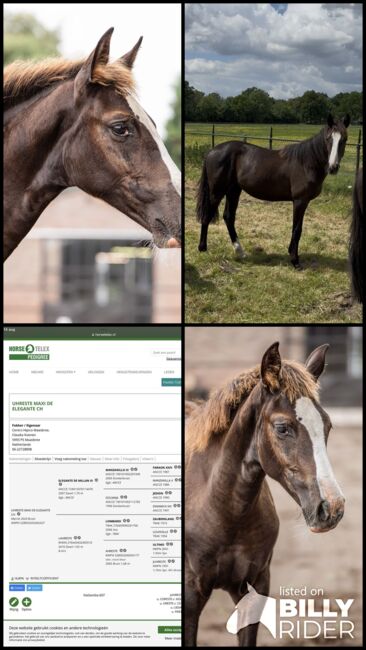 Ausdrucksstarke Nachwuchsstute mit interessanter Abstammung, Millan III, Horses For Sale, Moenchengladbach, Image 12