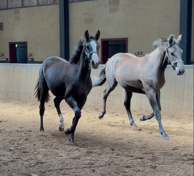 Ausdrucksstarke Nachwuchsstute mit interessanter Abstammung, Millan III, Horses For Sale, Moenchengladbach, Image 12