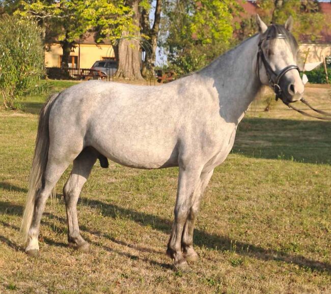 Extra Pony, Csercsa Sándor , Horses For Sale, Apátistvánfalva , Image 8