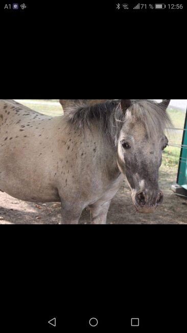 Beistellpony, Sabine, Horses For Sale,  Bärnbach, Image 3