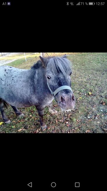 Beistellpony, Sabine, Horses For Sale,  Bärnbach