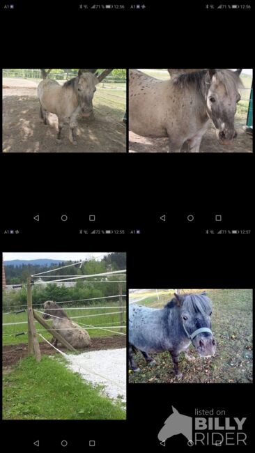 Beistellpony, Sabine, Horses For Sale,  Bärnbach, Image 6