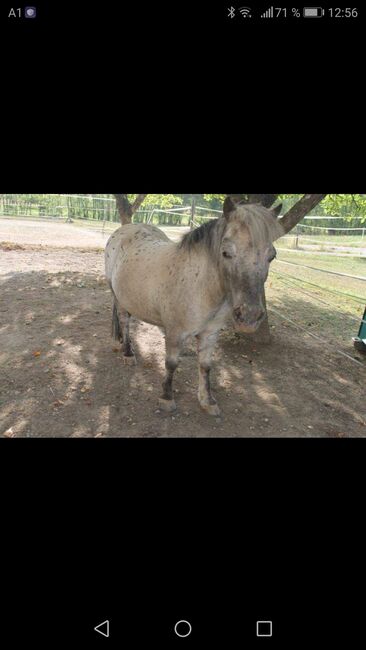 Beistellpony, Sabine, Horses For Sale,  Bärnbach, Image 2