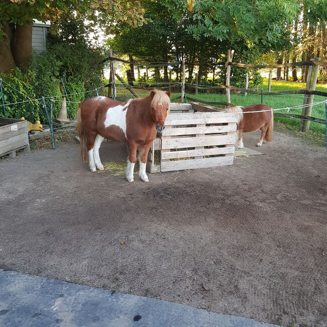 Beistellpony, Hope, Horses For Sale, Wolfenbüttel