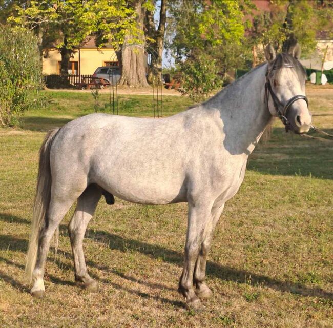 Extra Pony, Csercsa Sándor , Horses For Sale, Apátistvánfalva , Image 3