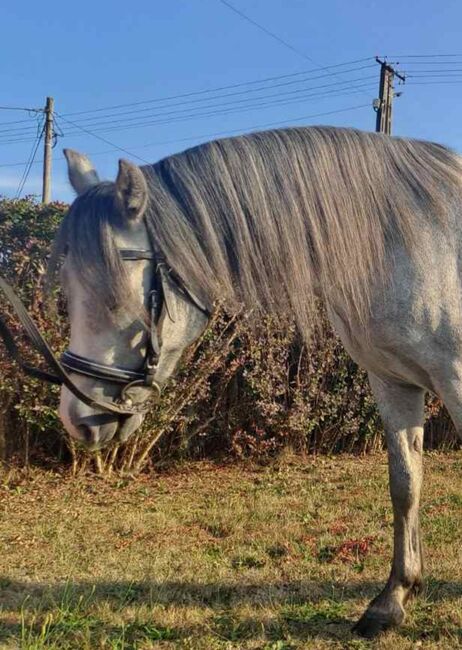 Extra Pony, Csercsa Sándor , Horses For Sale, Apátistvánfalva , Image 7