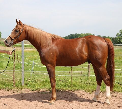 Extrem cooler und sportlicher Vollblutaraber Wallach, Tina Amann, Horses For Sale, Freiamt, Image 2