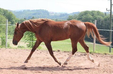 Extrem cooler und sportlicher Vollblutaraber Wallach, Tina Amann, Horses For Sale, Freiamt, Image 3