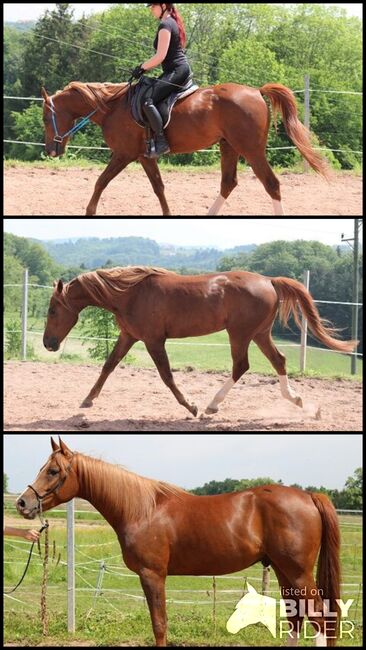 Extrem cooler und sportlicher Vollblutaraber Wallach, Tina Amann, Horses For Sale, Freiamt, Image 4