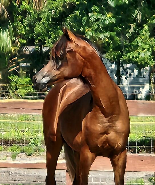 Exxalt colt arabian, Shanna , Horses For Sale, New Smyrna Beach