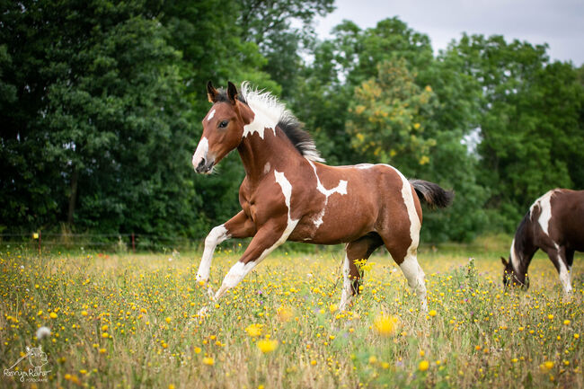 Eycatcher Paint Horse Fohlen Stute, Rainer, Horses For Sale, Wernigerode, Image 3