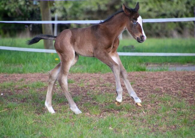 Eyecatcher mit Qualität - QH Hengstfohlen mit Top-Potenzial, Kerstin Rehbehn (Pferdemarketing Ost), Horses For Sale, Nienburg