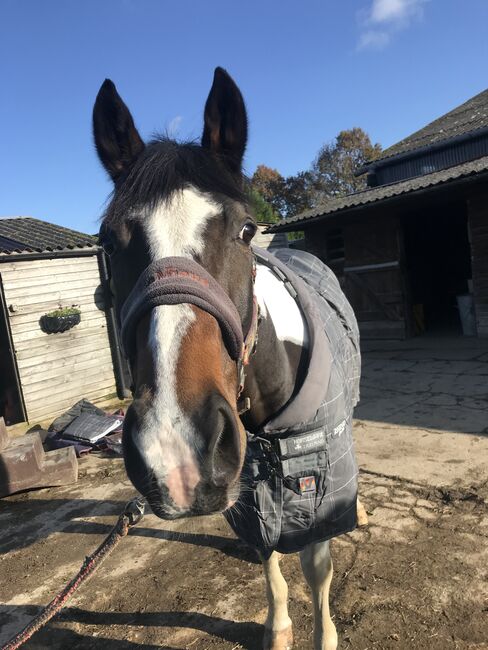 Eye catching Dressage Prospect, Charlotte , Pferd kaufen, Cranleigh , Abbildung 3