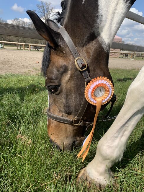 Eye catching Dressage Prospect, Charlotte , Pferd kaufen, Cranleigh , Abbildung 9