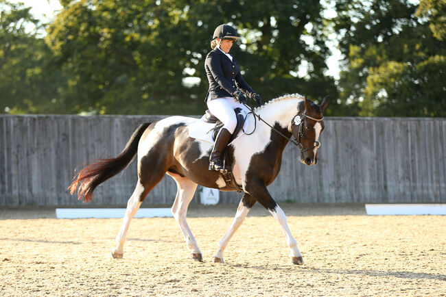 Eye catching Dressage Prospect, Charlotte , Pferd kaufen, Cranleigh , Abbildung 5