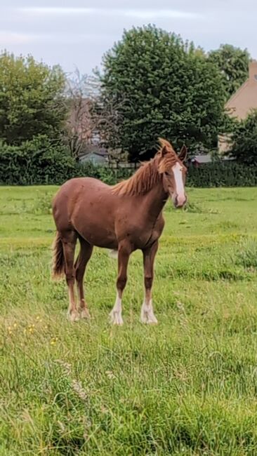 Eye catching PRE fusion filly for sale, Rebecca Pryce, Horses For Sale, Image 16