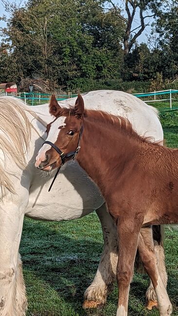 Eye catching PRE fusion filly for sale, Rebecca Pryce, Horses For Sale, Image 9