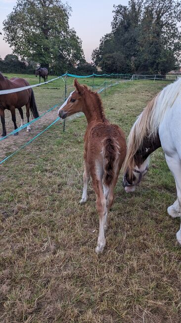 Eye catching PRE fusion filly for sale, Rebecca Pryce, Horses For Sale, Image 5