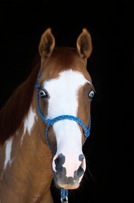 Eyecatcher mit 2 blauen Augen, Kerstin Rehbehn (Pferdemarketing Ost), Pferd kaufen, Nienburg, Abbildung 2