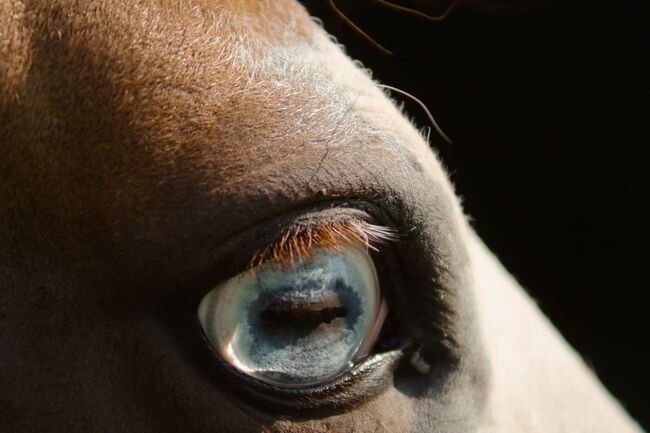 Eyecatcher mit 2 blauen Augen, Kerstin Rehbehn (Pferdemarketing Ost), Pferd kaufen, Nienburg, Abbildung 3