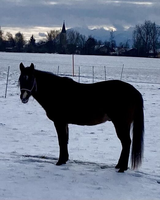 Eyecatcher! Ausdrucksstarker, wunderschöner Quarterhorse Wallach, I.H., Pferd kaufen, Eglfing 