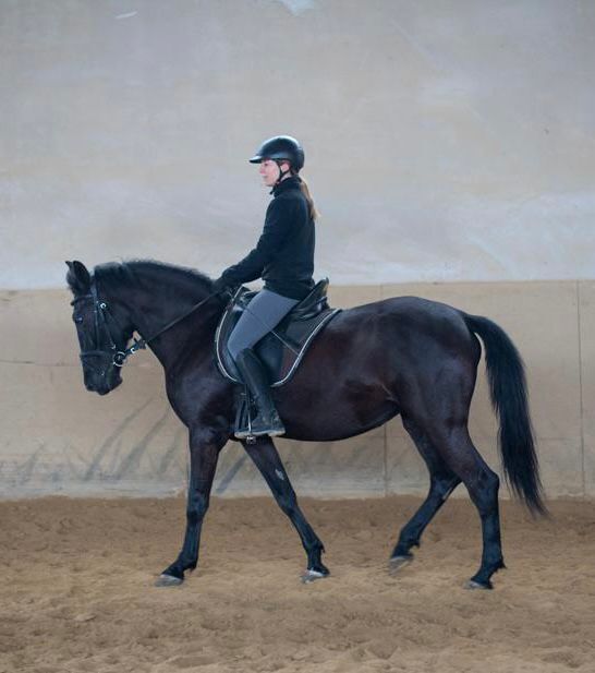 Eyecatcher Rappstute sucht neue Aufgabe bei Herzensmenschen, Pferdevermittlung Leus (Pferdevermittlung Leus ), Horses For Sale, München, Image 4