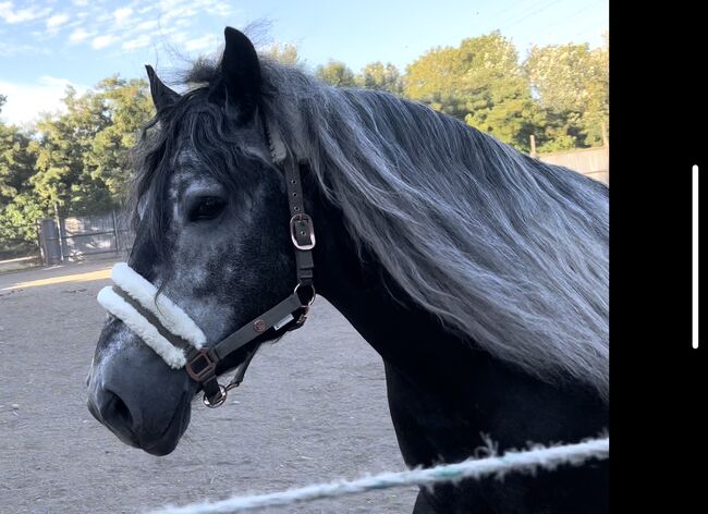 Eyecatcher "Dollar", sabrina Steinhart, Horses For Sale, Wien , Image 4