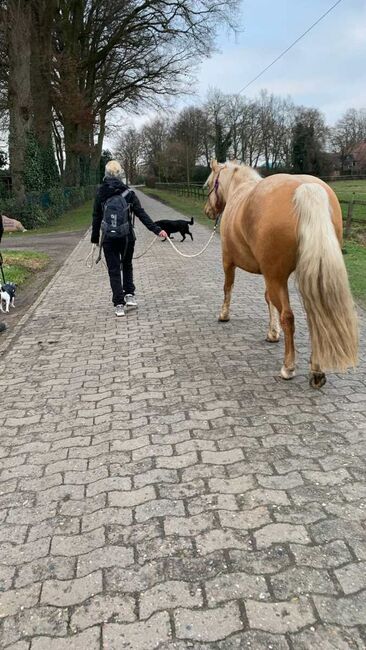 Eyecatcher = Haflinger-Quarter-Mix Stute sucht neue Aufgabe, Pferdevermittlung Leus (Pferdevermittlung Leus ), Horses For Sale, Filsum, Image 2