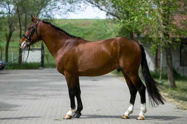 Eyecatcher, Annette, Horses For Sale, Prinzersdorf, Image 2