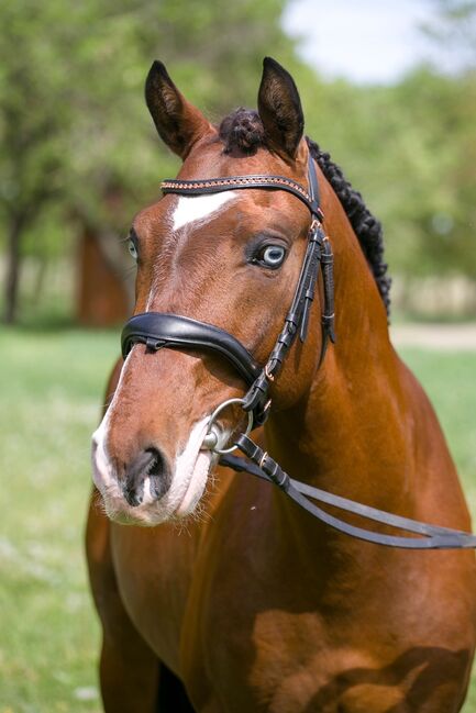 Eyecatcher, Annette, Horses For Sale, Prinzersdorf, Image 5