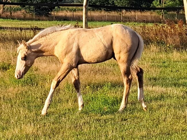 Eyecatcher in palomino-dun, Kerstin Rehbehn (Pferdemarketing Ost), Horses For Sale, Nienburg, Image 2