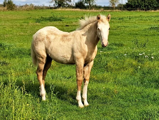 Eyecatcher in palomino-dun, Kerstin Rehbehn (Pferdemarketing Ost), Horses For Sale, Nienburg