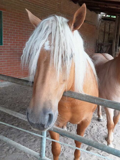 Eyecatcher = Haflinger-Quarter-Mix Stute sucht neue Aufgabe, Pferdevermittlung Leus (Pferdevermittlung Leus ), Konie na sprzedaż, Filsum, Image 3