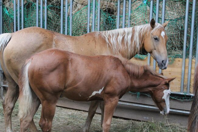 Eyecatcher mit 2 blauen Augen, Kerstin Rehbehn (Pferdemarketing Ost), Horses For Sale, Nienburg, Image 11