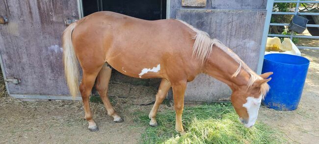 Eyecatcher mit 2 blauen Augen, Kerstin Rehbehn (Pferdemarketing Ost), Horses For Sale, Nienburg, Image 12
