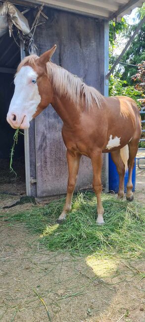 Eyecatcher mit 2 blauen Augen, Kerstin Rehbehn (Pferdemarketing Ost), Horses For Sale, Nienburg, Image 8