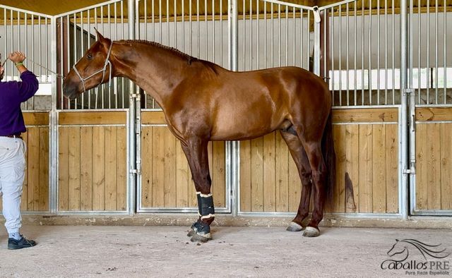 Eyecatcher - PRE Fuchshengst - 3 jährig - 1.70 m, Thomas Adams (Caballos PRE), Horses For Sale, Bell, Image 2