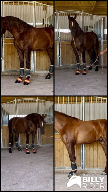 Eyecatcher - PRE Fuchshengst - 3 jährig - 1.70 m, Thomas Adams (Caballos PRE), Horses For Sale, Bell, Image 9