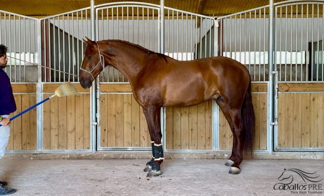 Eyecatcher - PRE Fuchshengst - 3 jährig - 1.70 m, Thomas Adams (Caballos PRE), Horses For Sale, Bell, Image 7